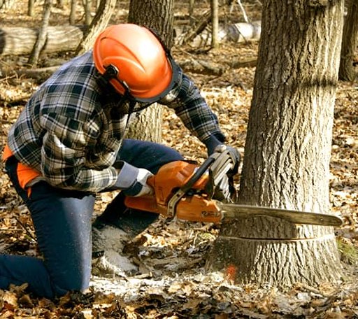 Tree Removal in Uneeda, WV